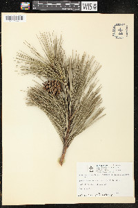 Pinus nigra image