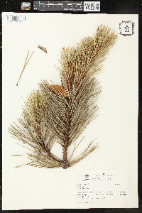 Pinus nigra image