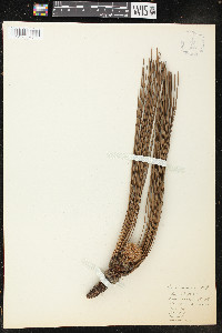 Pinus palustris image