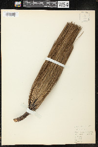 Pinus palustris image