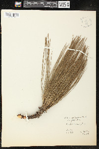 Pinus palustris image