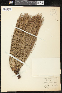 Pinus palustris image
