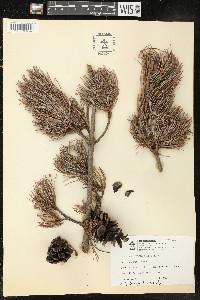 Pinus parviflora image