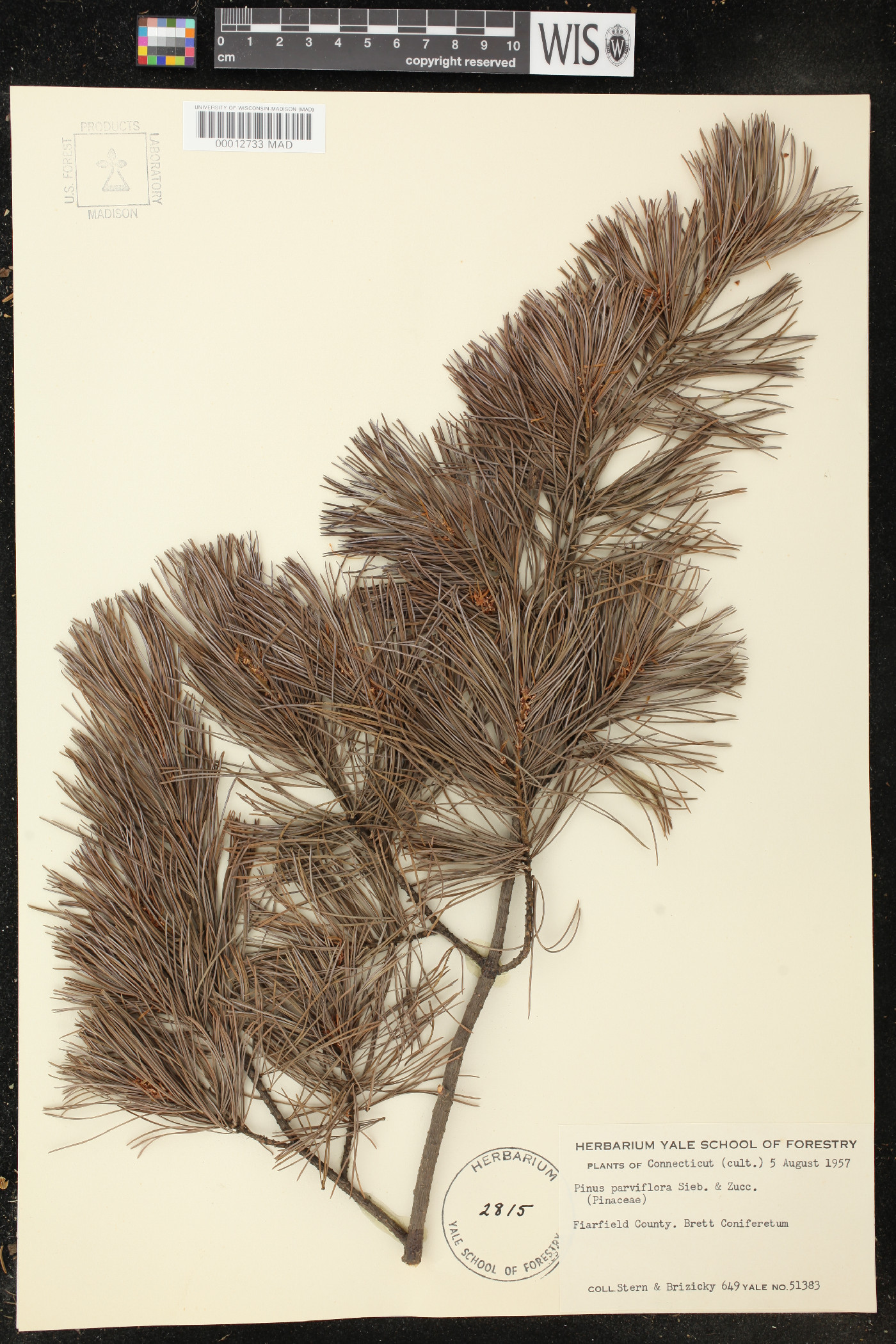 Pinus parviflora image