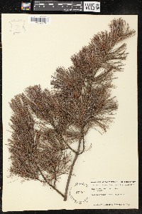 Pinus parviflora image