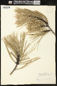 Pinus ponderosa image