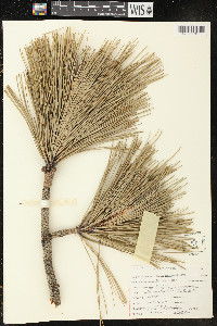 Pinus ponderosa image