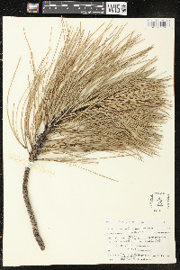 Pinus ponderosa image