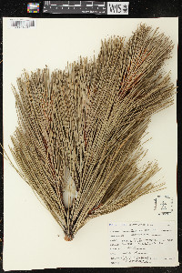 Pinus ponderosa image