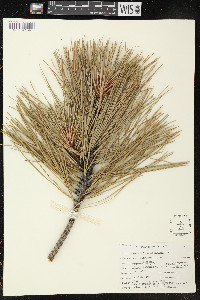 Pinus ponderosa image