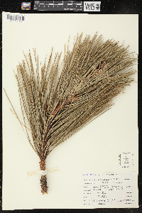 Pinus ponderosa image