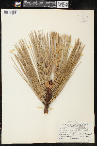 Pinus ponderosa image