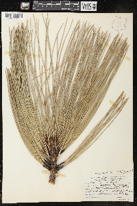 Pinus ponderosa image