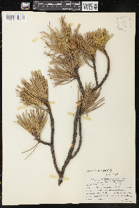 Pinus pungens image