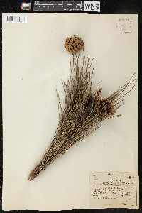 Pinus resinosa image