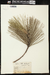 Pinus resinosa image