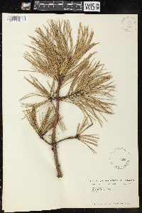 Pinus rigida image