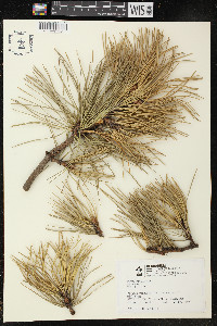 Pinus rigida image