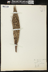 Pinus serotina image