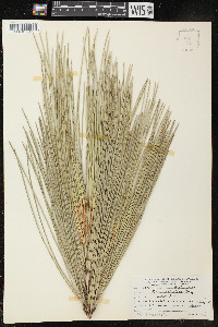 Pinus sabiniana image