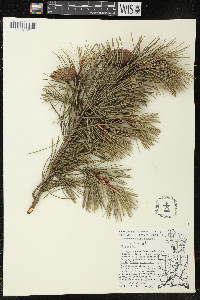 Pinus sylvestris image