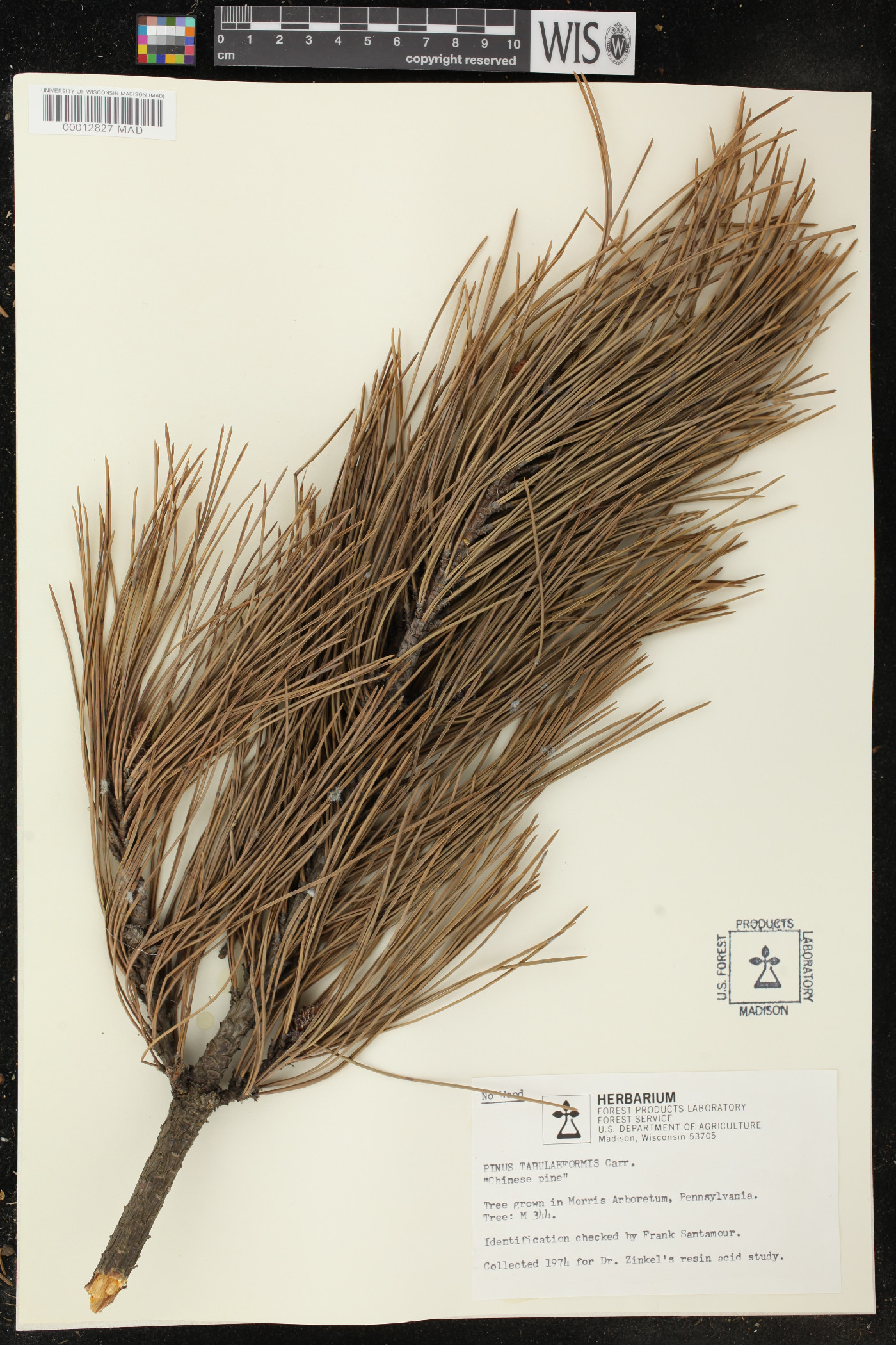 Pinus tabuliformis image