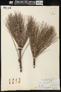 Pinus taeda image