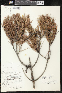 Pinus cembroides image