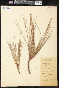 Pinus oocarpa image