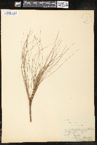 Pinus teocote image