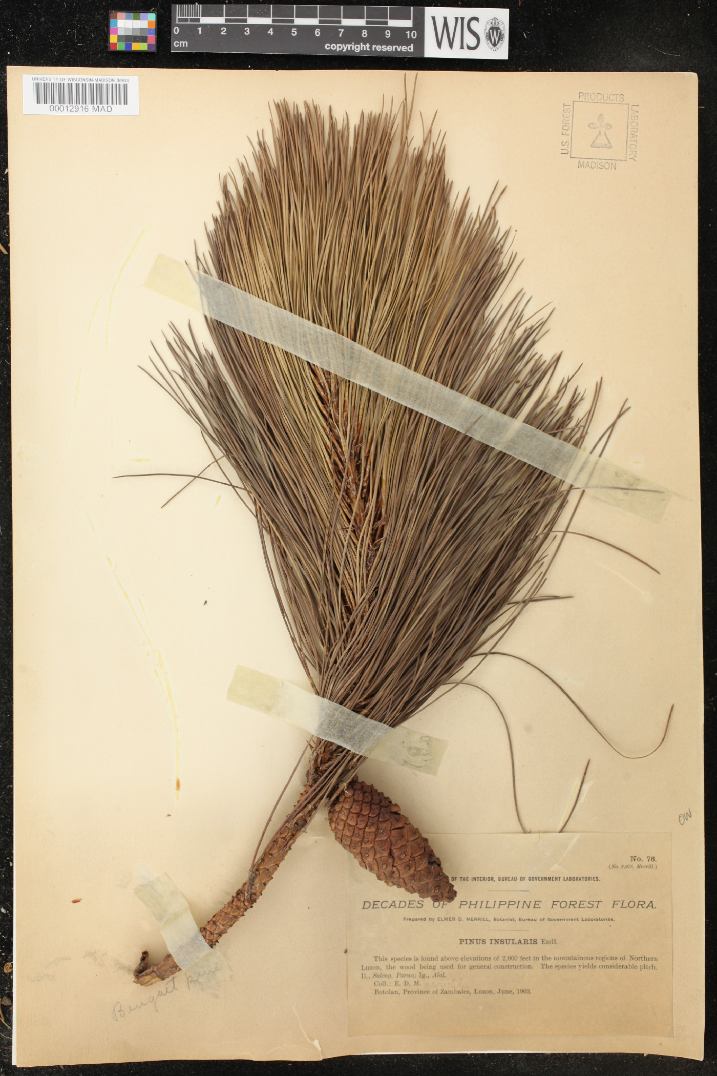 Pinus kesiya image