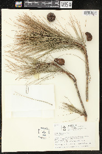 Pinus massoniana image