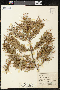 Pseudotsuga menziesii image