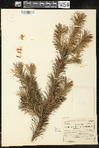 Pseudotsuga menziesii image