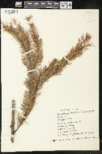 Pseudotsuga menziesii image