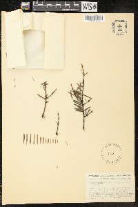 Tsuga chinensis image