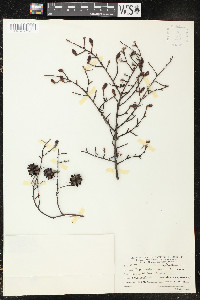 Tsuga heterophylla image