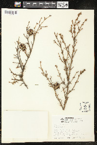 Tsuga heterophylla image