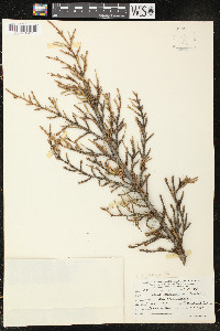 Tsuga mertensiana image