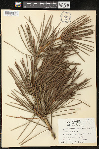 Sciadopitys verticillata image