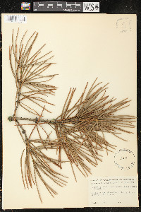 Sciadopitys verticillata image