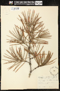 Sciadopitys verticillata image