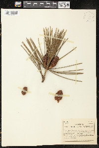 Sciadopitys verticillata image