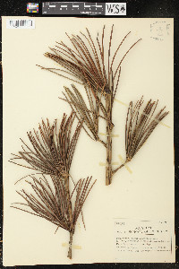 Sciadopitys verticillata image