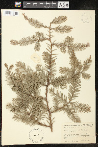 Sequoia sempervirens image
