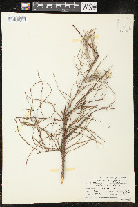 Taxodium ascendens image