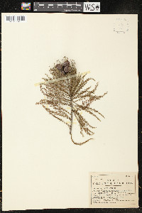 Taxodium distichum var. imbricarium image
