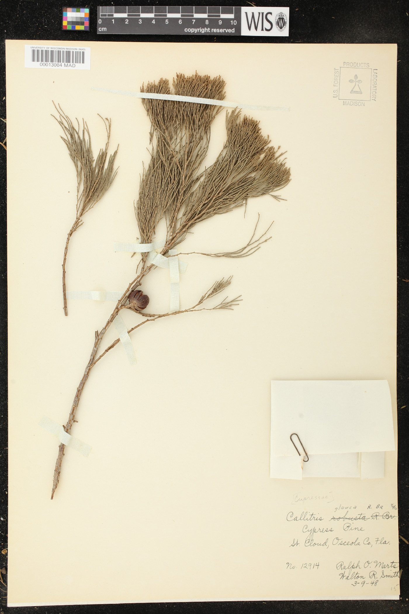 Callitris glauca image