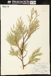 Calocedrus decurrens image