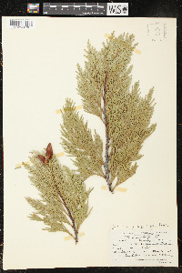 Calocedrus decurrens image